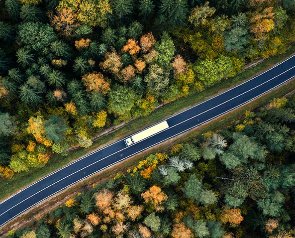 trees-supply-chain